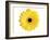 Yellow Gerbera-Christine Zalewski-Framed Art Print