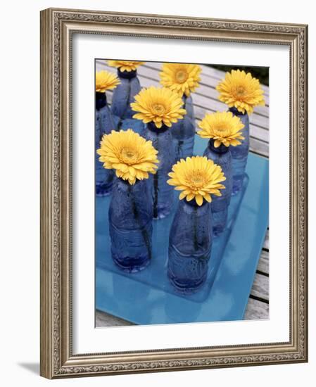 Yellow Gerberas in Blue Bottles-Elke Borkowski-Framed Photographic Print