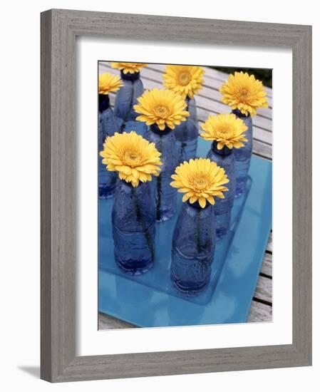 Yellow Gerberas in Blue Bottles-Elke Borkowski-Framed Photographic Print