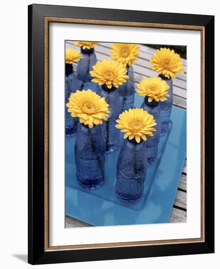 Yellow Gerberas in Blue Bottles-Elke Borkowski-Framed Photographic Print