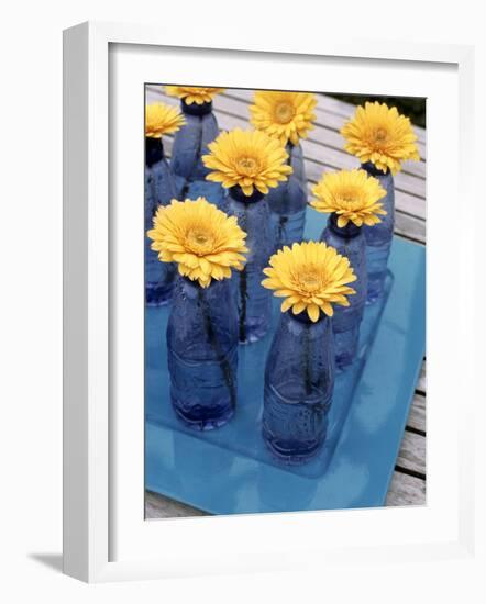 Yellow Gerberas in Blue Bottles-Elke Borkowski-Framed Photographic Print