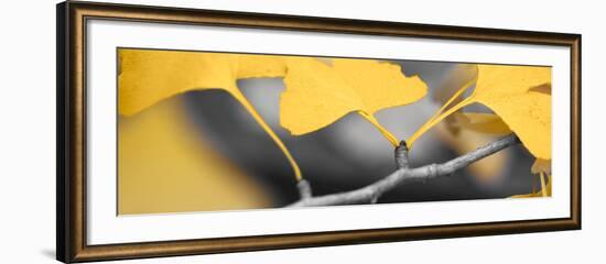 Yellow Gingko I-Rita Crane-Framed Photo