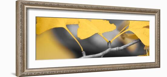 Yellow Gingko I-Rita Crane-Framed Photo