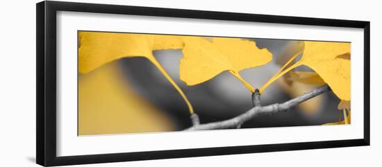 Yellow Gingko I-Rita Crane-Framed Photo