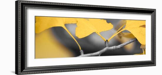 Yellow Gingko I-Rita Crane-Framed Photo