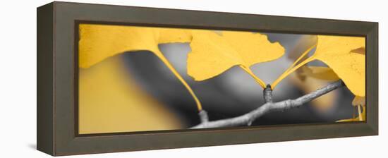 Yellow Gingko I-Rita Crane-Framed Stretched Canvas