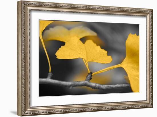 Yellow Gingko II-Rita Crane-Framed Photo