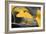 Yellow Gingko II-Rita Crane-Framed Photo