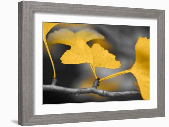 Yellow Gingko II-Rita Crane-Framed Photo