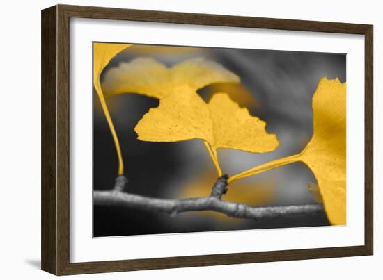 Yellow Gingko II-Rita Crane-Framed Photo