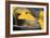 Yellow Gingko II-Rita Crane-Framed Photo