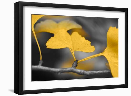 Yellow Gingko II-Rita Crane-Framed Photo