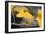 Yellow Gingko II-Rita Crane-Framed Photo