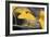 Yellow Gingko II-Rita Crane-Framed Photo