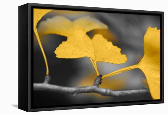 Yellow Gingko II-Rita Crane-Framed Stretched Canvas