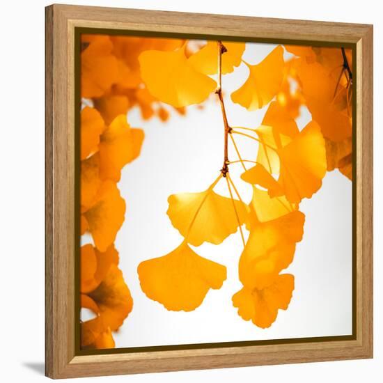 Yellow Ginkgo in Autumn-Philippe Sainte-Laudy-Framed Premier Image Canvas