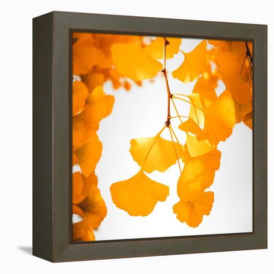 Yellow Ginkgo in Autumn-Philippe Sainte-Laudy-Framed Premier Image Canvas