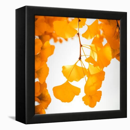 Yellow Ginkgo in Autumn-Philippe Sainte-Laudy-Framed Premier Image Canvas