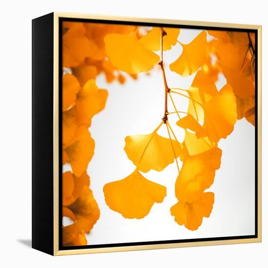 Yellow Ginkgo in Autumn-Philippe Sainte-Laudy-Framed Premier Image Canvas