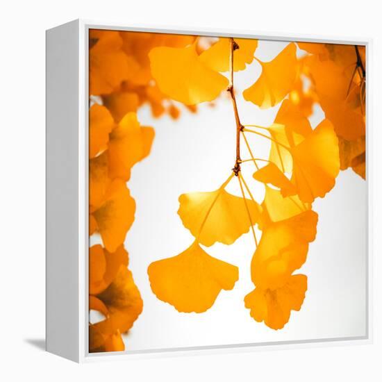 Yellow Ginkgo in Autumn-Philippe Sainte-Laudy-Framed Premier Image Canvas