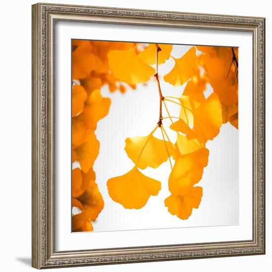 Yellow Ginkgo in Autumn-Philippe Sainte-Laudy-Framed Photographic Print