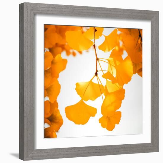 Yellow Ginkgo in Autumn-Philippe Sainte-Laudy-Framed Photographic Print