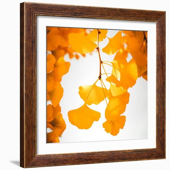 Yellow Ginkgo in Autumn-Philippe Sainte-Laudy-Framed Photographic Print