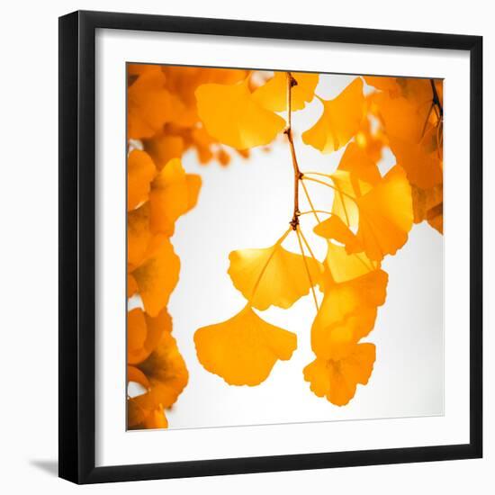 Yellow Ginkgo in Autumn-Philippe Sainte-Laudy-Framed Photographic Print