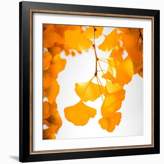 Yellow Ginkgo in Autumn-Philippe Sainte-Laudy-Framed Photographic Print