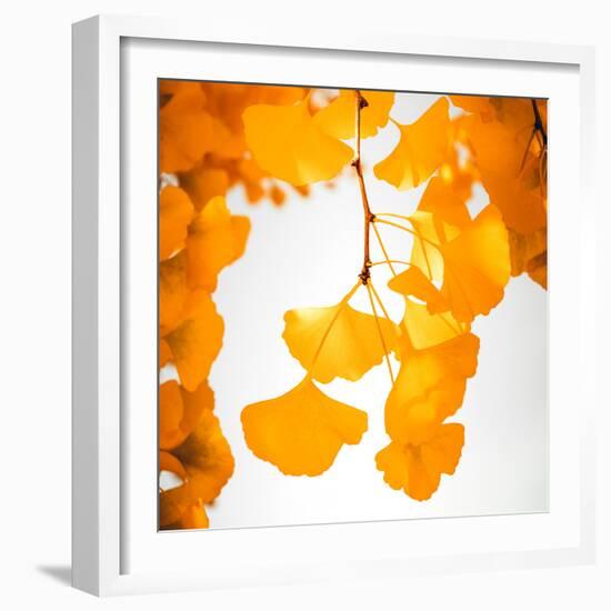 Yellow Ginkgo in Autumn-Philippe Sainte-Laudy-Framed Photographic Print