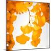 Yellow Ginkgo in Autumn-Philippe Sainte-Laudy-Mounted Photographic Print