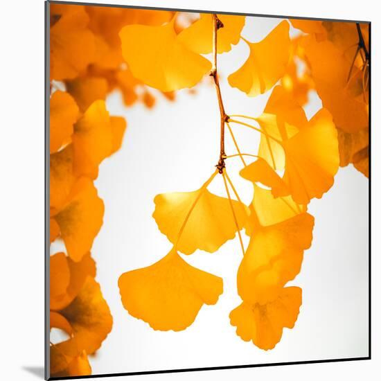 Yellow Ginkgo in Autumn-Philippe Sainte-Laudy-Mounted Photographic Print