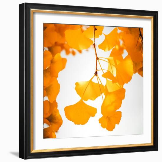 Yellow Ginkgo in Autumn-Philippe Sainte-Laudy-Framed Photographic Print