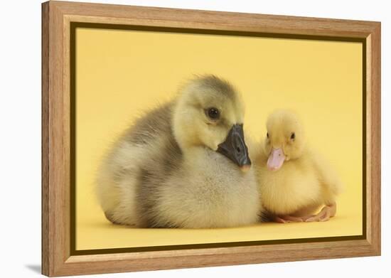 Yellow Gosling and Duckling on Yellow Background-Mark Taylor-Framed Premier Image Canvas