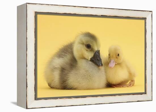 Yellow Gosling and Duckling on Yellow Background-Mark Taylor-Framed Premier Image Canvas