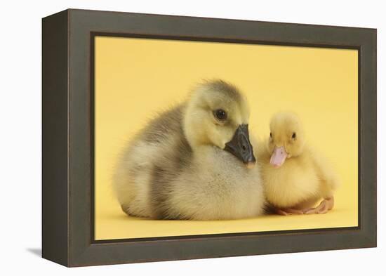 Yellow Gosling and Duckling on Yellow Background-Mark Taylor-Framed Premier Image Canvas