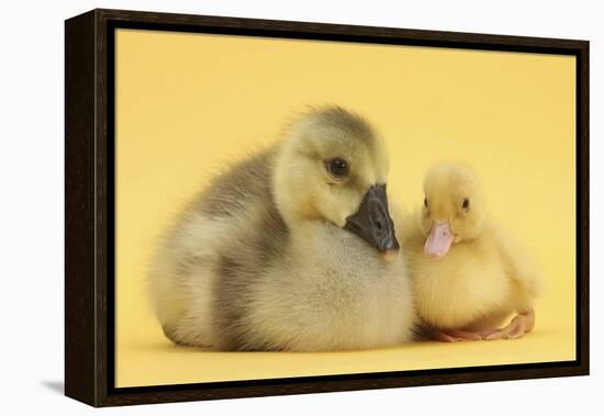 Yellow Gosling and Duckling on Yellow Background-Mark Taylor-Framed Premier Image Canvas