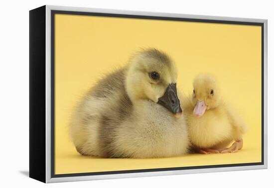 Yellow Gosling and Duckling on Yellow Background-Mark Taylor-Framed Premier Image Canvas