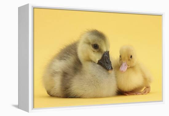 Yellow Gosling and Duckling on Yellow Background-Mark Taylor-Framed Premier Image Canvas