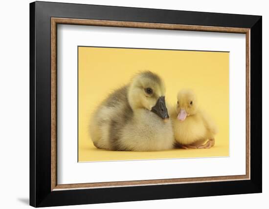 Yellow Gosling and Duckling on Yellow Background-Mark Taylor-Framed Premium Photographic Print