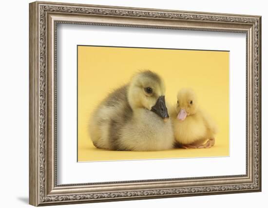 Yellow Gosling and Duckling on Yellow Background-Mark Taylor-Framed Photographic Print