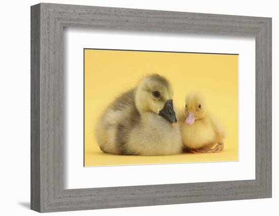 Yellow Gosling and Duckling on Yellow Background-Mark Taylor-Framed Photographic Print