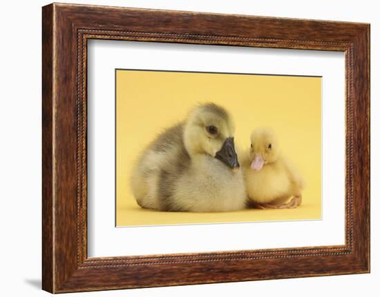 Yellow Gosling and Duckling on Yellow Background-Mark Taylor-Framed Photographic Print