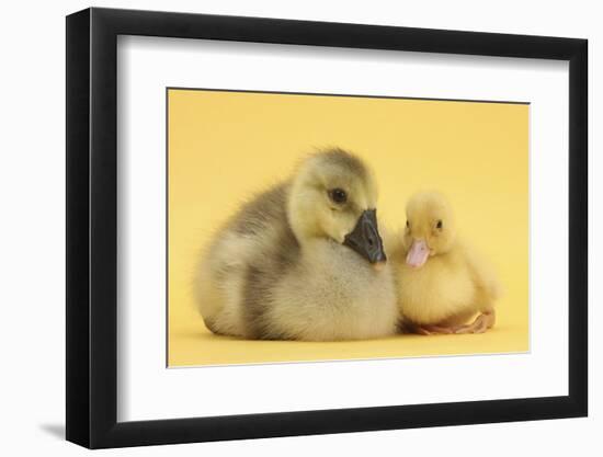 Yellow Gosling and Duckling on Yellow Background-Mark Taylor-Framed Photographic Print