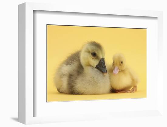 Yellow Gosling and Duckling on Yellow Background-Mark Taylor-Framed Photographic Print