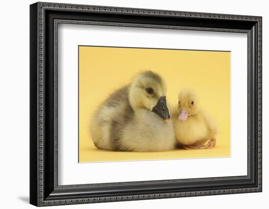 Yellow Gosling and Duckling on Yellow Background-Mark Taylor-Framed Photographic Print