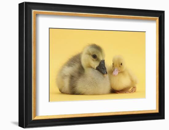 Yellow Gosling and Duckling on Yellow Background-Mark Taylor-Framed Photographic Print