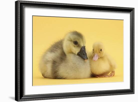 Yellow Gosling and Duckling on Yellow Background-Mark Taylor-Framed Photographic Print