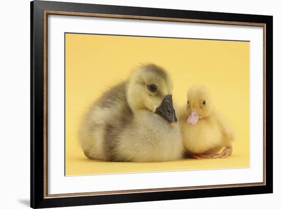 Yellow Gosling and Duckling on Yellow Background-Mark Taylor-Framed Photographic Print