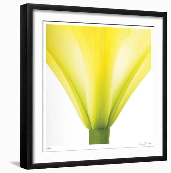 Yellow Green Lily Abstract No 338-Shams Rasheed-Framed Giclee Print